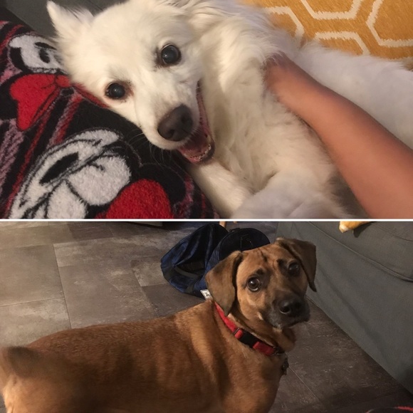 Dapper, chic and versatile - Picture 4 of 4